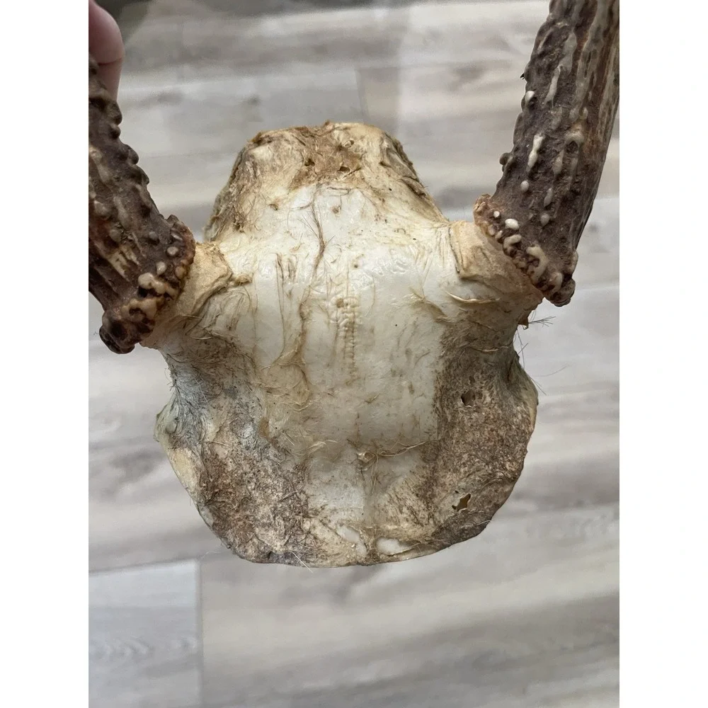 The Unbranded Brand vtg deer